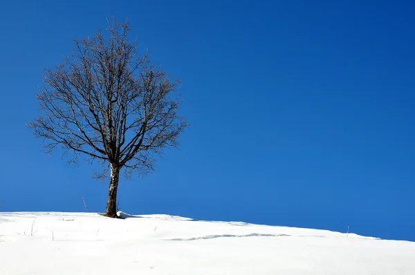 Дерево на снегу — стоковое фото