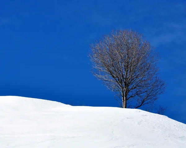 Tree on snow — Stock Photo, Image