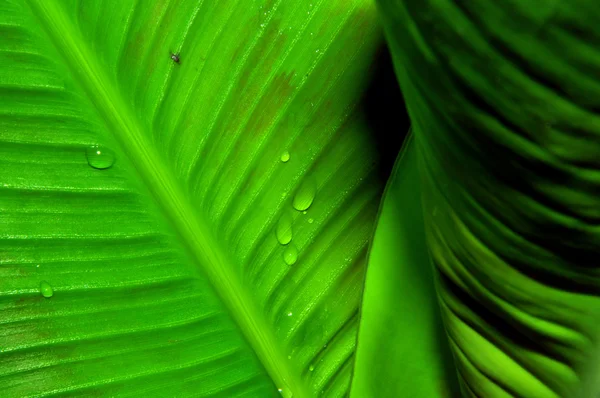 stock image Green leaf with drops