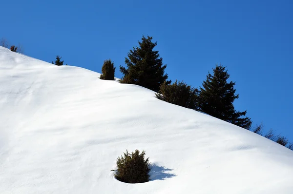 Jedle horách sněžilo — Stock fotografie