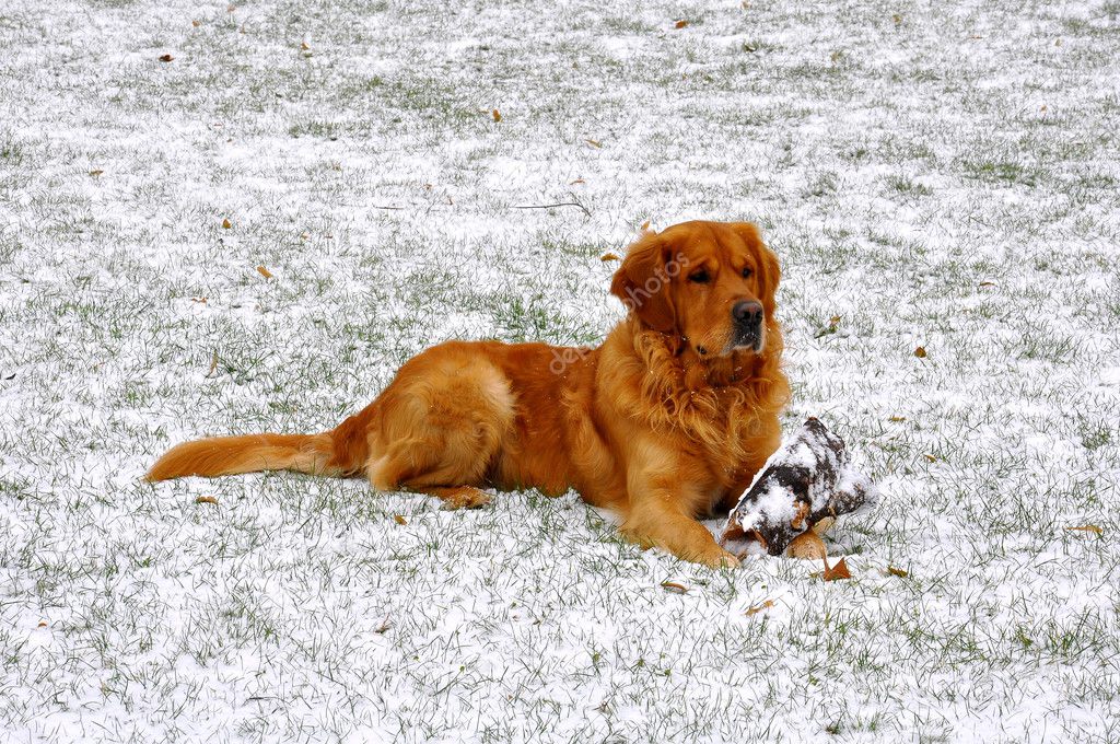 Golden retriever, sitting on snow