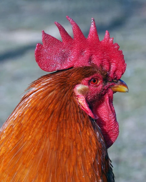 Un primer plano de una polla —  Fotos de Stock