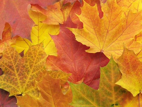 stock image Background with leaves