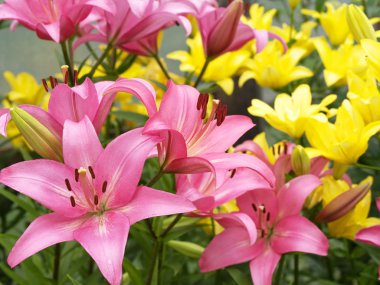 Bright lilies clipart