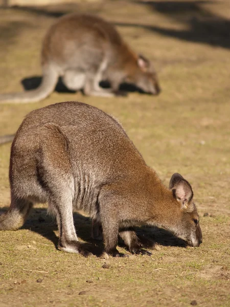 stock image Kangaroo breakfast