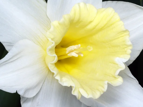 Macro of the narcissus — Stock Photo, Image