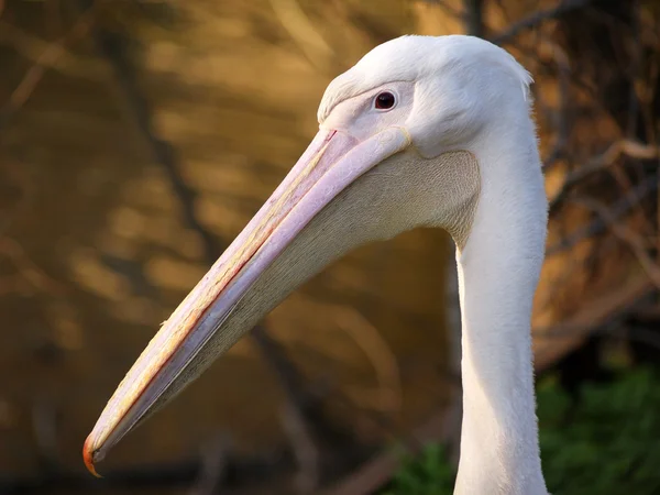 Pelikaner huvud — Stockfoto
