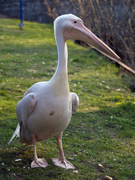 Pelicanos olhar — Fotografia de Stock