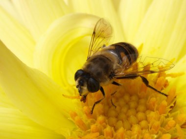 çiçek fly