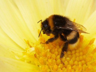 bumblebee temizlenir