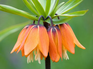 Branch of Fritillaria imperialis clipart