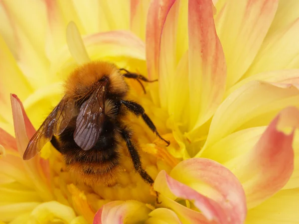 stock image The bumblebee wishes to escape