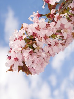 Branch of oriental cherry-tree clipart