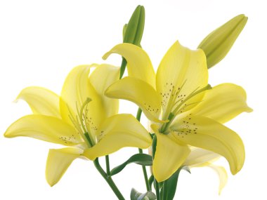 Yellow lilies on a branch clipart