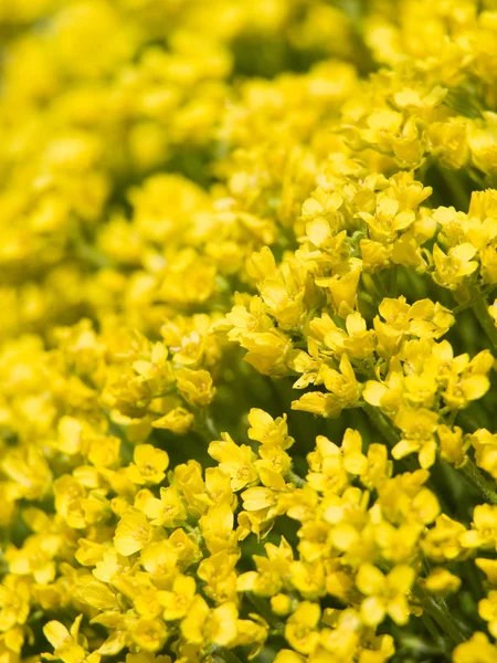Fundo com flor amarela — Fotografia de Stock