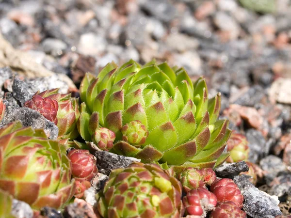 Bud of sempervivum in front — Stock Photo, Image