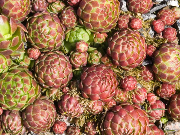 stock image Background with sempervivum