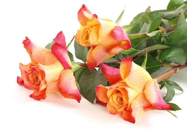 Três rosas brilhantes — Fotografia de Stock