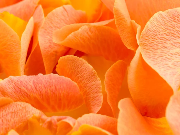 Achtergrond met petal van roos — Stockfoto