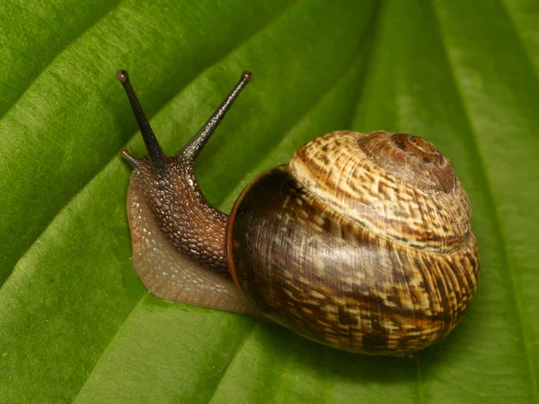 Stock image Snail on a green leaf