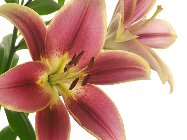 Flowers of lilies — Stock Photo, Image