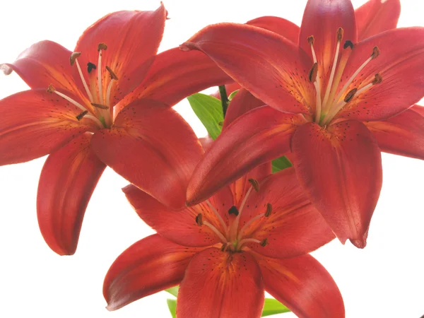 Three red lilies on white — Stock Photo, Image