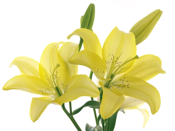 Yellow lilies on a branch — Stock Photo, Image