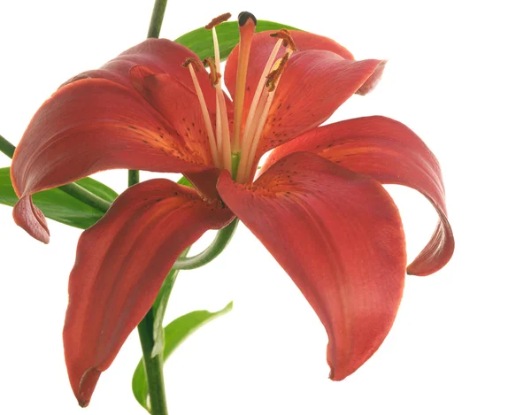 Red lilies on a branch — Stock Photo, Image