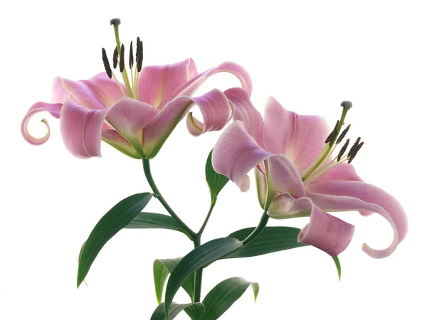 Two pink lilies on white — Stock Photo, Image