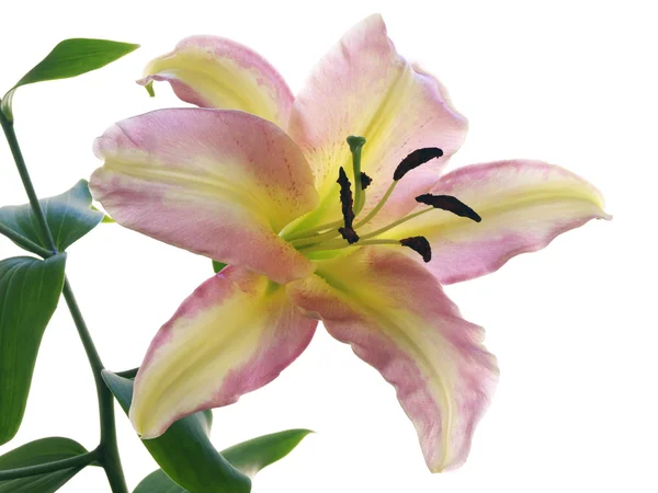 Two-colored lilies — Stock Photo, Image