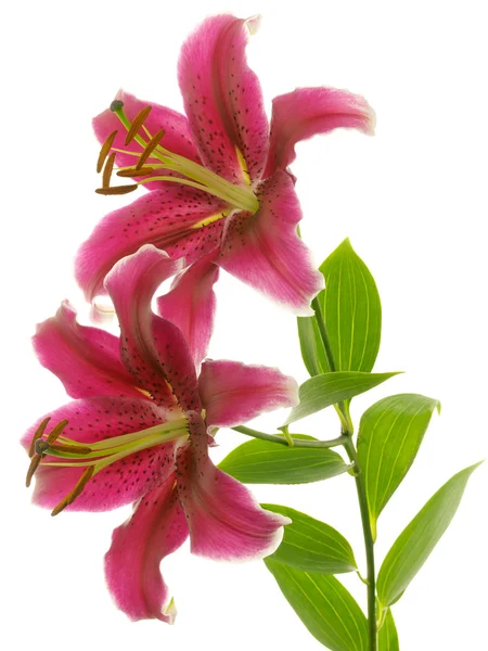 Two red lilies — Stock Photo, Image