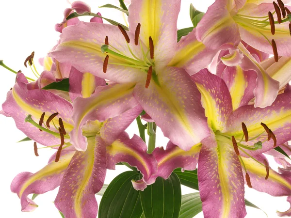 Flowers of bright lilies — Stock Photo, Image