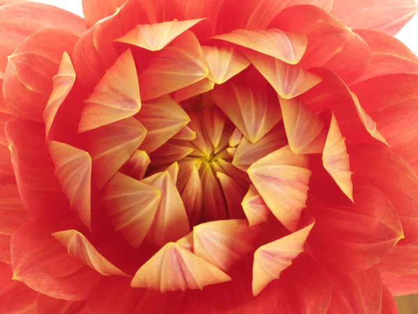 Center of red dahlia — Stock Photo, Image