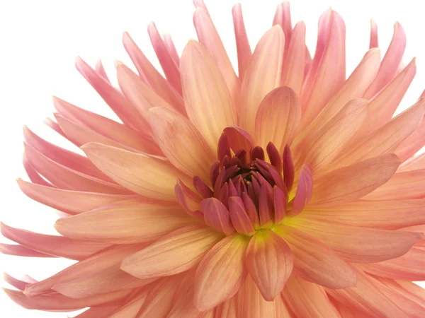 Rózsaszín dahlia fehér — Stock Fotó