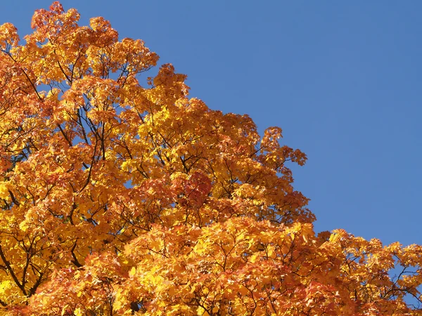 stock image Orange maple