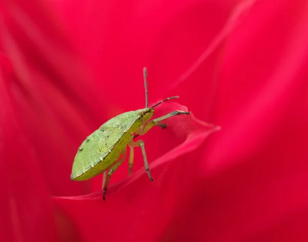 Зеленый жук на красном — стоковое фото