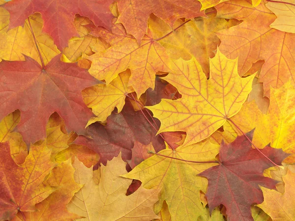 stock image Background with autumn leaves