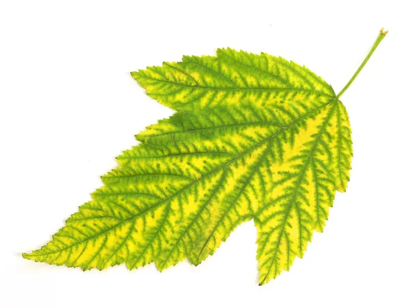 Leaf on white background — Stock Photo, Image
