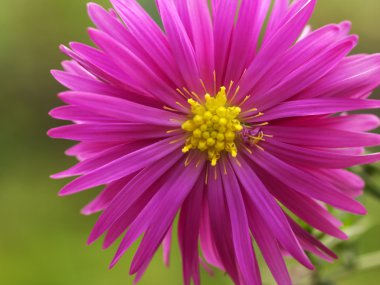 çok yıllık aster