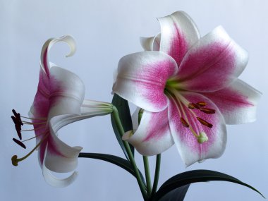 Branch of a lilies clipart