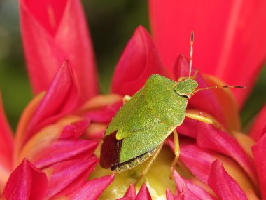 Green bug in flower clipart