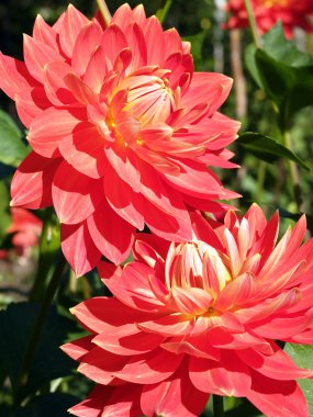 iki kırmızı dahlias