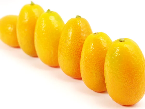 Row of kumquat — Stock Photo, Image