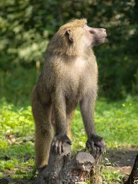 Małpa wygląd — Zdjęcie stockowe