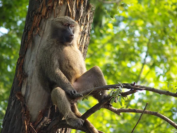 Macaco relaxante — Fotografia de Stock