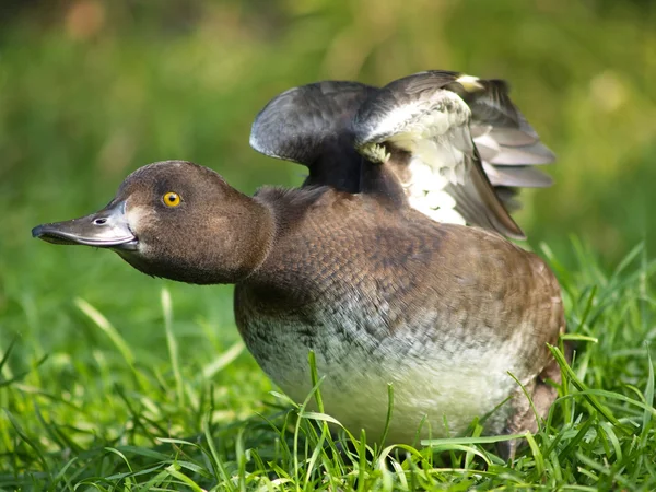 Gymnastics for a duck — Stock Photo, Image