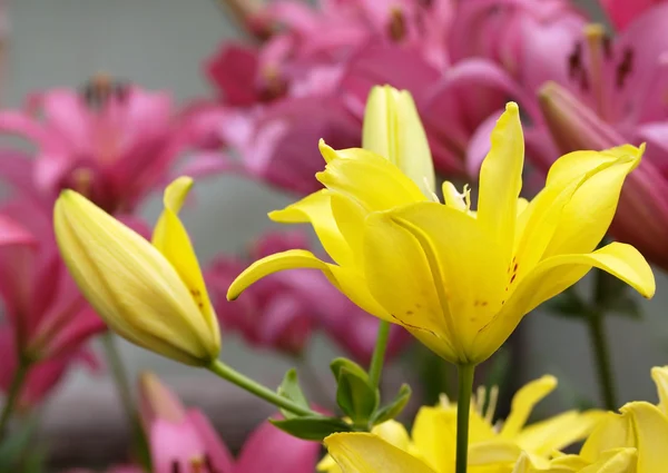 Gele lelies op roze — Stockfoto