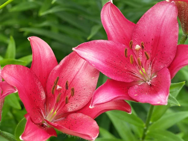 Two lilies — Stock Photo, Image