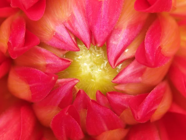O núcleo de uma flor — Fotografia de Stock