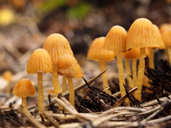 stock image Group of mushroom